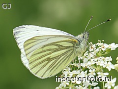 vlinder (2032*1524)